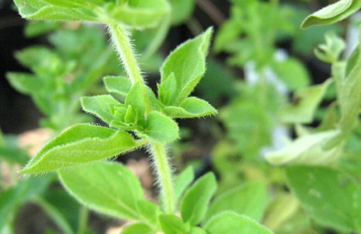 Grekisk oregano, blad