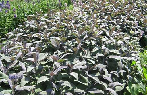 Kryddsalvia 'Purpurascens'