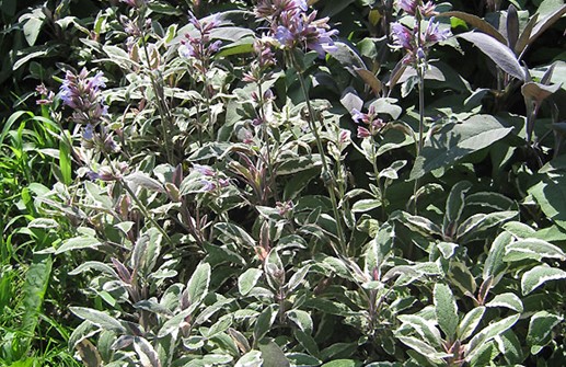 Kryddsalvia 'Tricolor'