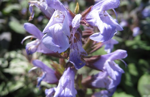 Kryddsalvia, blomma