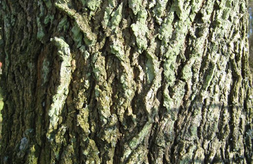 Naverlönn, bark