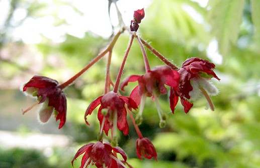 Solfjäderslönn 'Aconitifolium', blomma