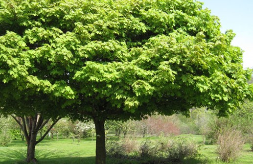 Klotlönn, Acer platanoides 'Globosum'