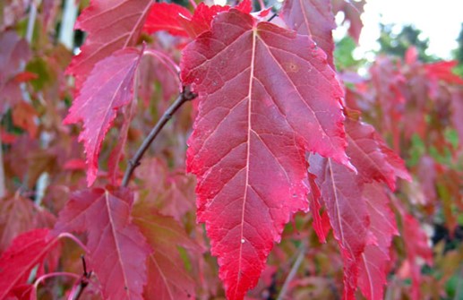 Ginnalalönn, höstfärgat blad