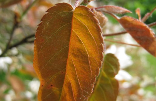 Kopparhäggmispel, blad med vårfärg