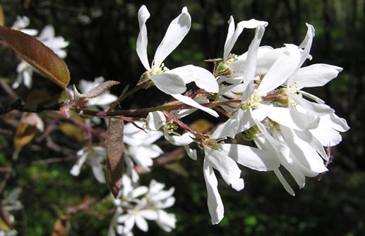 Kopparhäggmispel, blommor