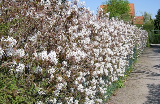 Prakthäggmispel, vårblommande häck