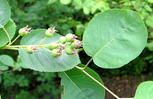 Häggmispel, blad och omogna frukter