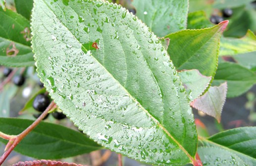 Svartaronia, blad