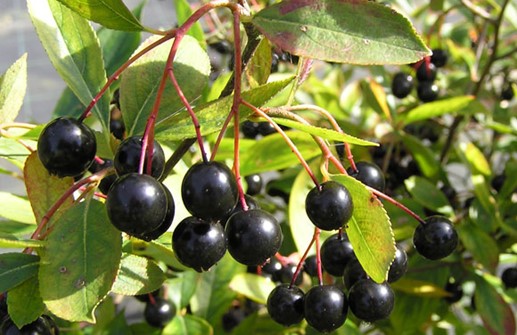 Svartaronia, de ätliga bären