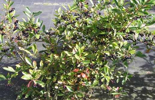 Svartaronia 'Hugin', höst