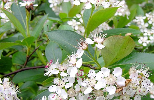 Svartaronia, blommor