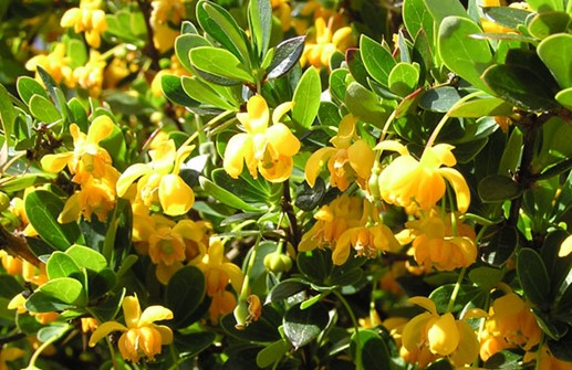 Buxbomsberberis 'Nana', blommor