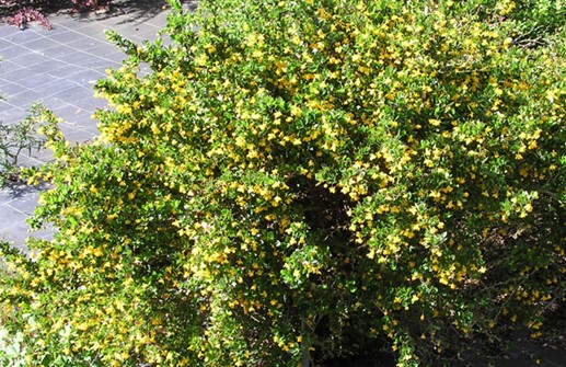 Buxbomsberberis 'Nana'