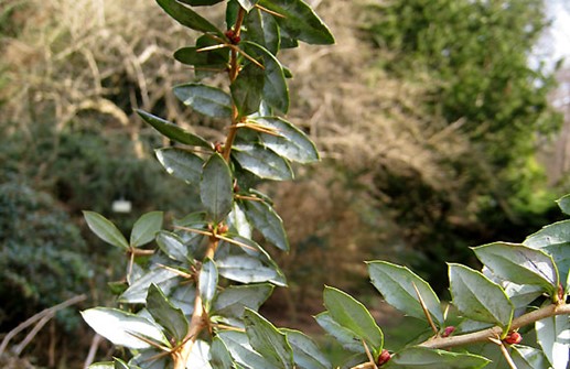 Silverberberis, silvervita bladundersidan