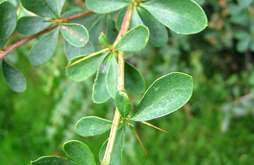 Berberis x carminea 'Pirate King', blad