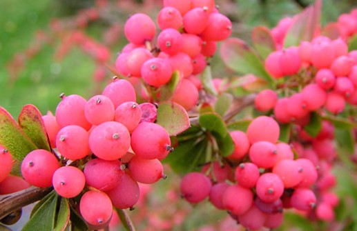 Berberis x carminea 'Pirate King', bär