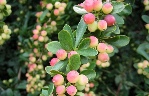 Berberis x carminea 'Pirate King', omogna bär