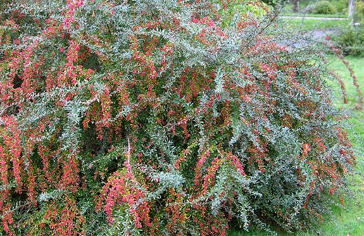 Berberis x carminea 'Pirate King'