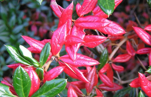 Hybridberberis 'Amstelveen', röda höstblad