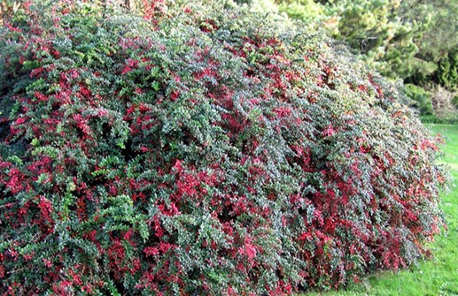 Hybridberberis 'Amstelveen', höst