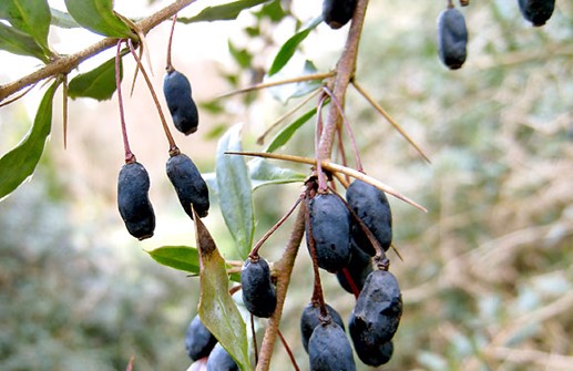 Hybridberberis, bär och tornar