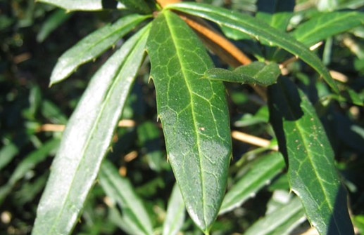 Långbladig berberis, blad