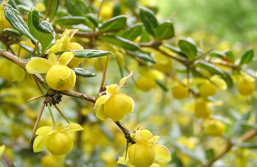 Långbladig berberis, blommor