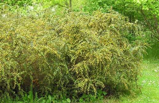 Långbladig berberis, blommande