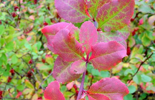 Koreansk berberis, blad med höstfärg