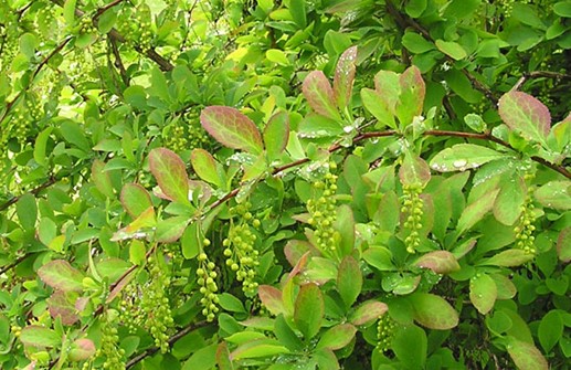 Koreansk berberis, grenar med blomknoppar