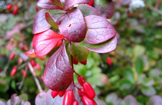 Holländsk blodberberis 'Superba', bär