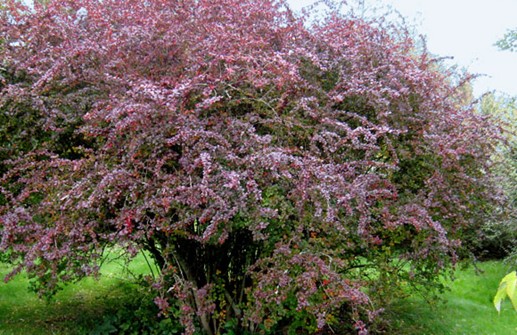 Holländsk blodberberis 'Superba'