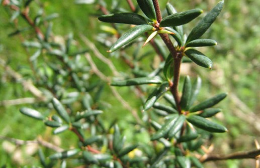 Barrberberis, blad