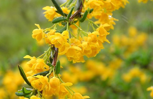 Barrberberis, blommor