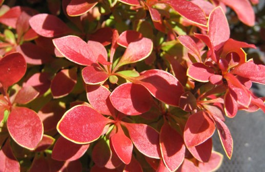 Häckberberis 'Admiration', blad