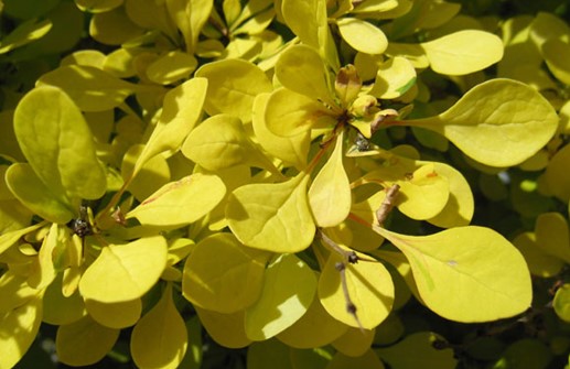 Guldberberis, blad