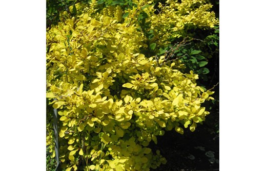 Guldberberis, Berberis thunbergii  'Aurea'