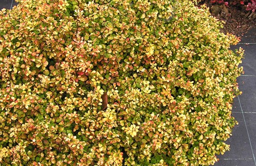 Häckberberis 'BONANZA GOLD', höstfärger