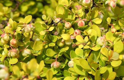 Häckberberis 'BONANZA GOLD', blommor