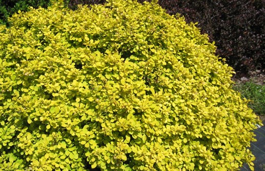 Häckberberis 'BONANZA GOLD'