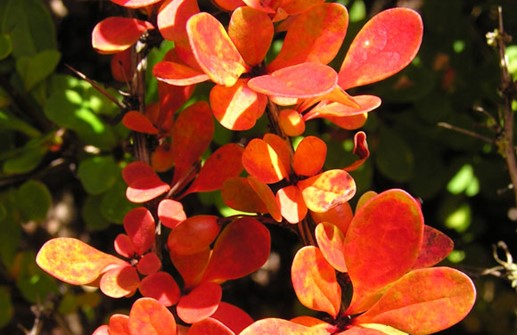 Häckberberis 'Kelleris', blad