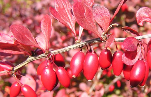 Röd häckberberis 'Atropurpurea', bär