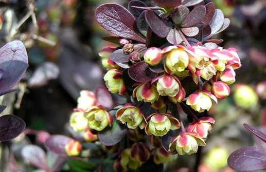 Röd häckberberis 'Bagatelle', blomma