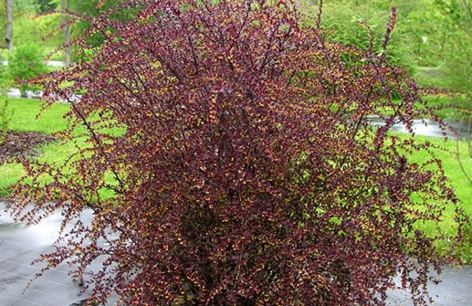 Röd häckberberis 'Red Chief'