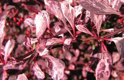 Röd häckberberis 'Rose Glow', blad