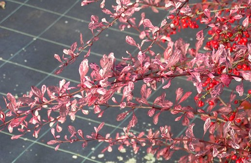 Röd häckberberis 'Rose Glow', grenar med bär