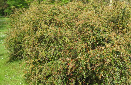 Vårtberberis, Berberis verruculosa