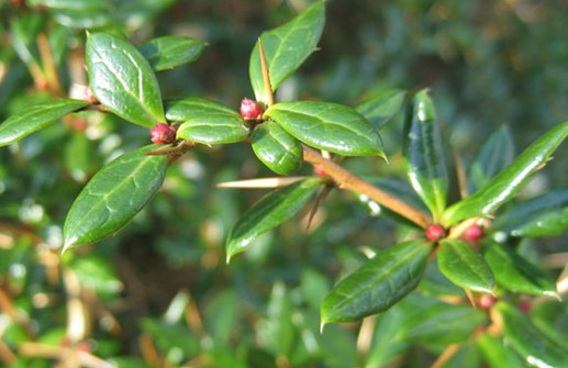 Vårtberberis, blad