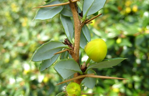 Vårtberberis, blomma